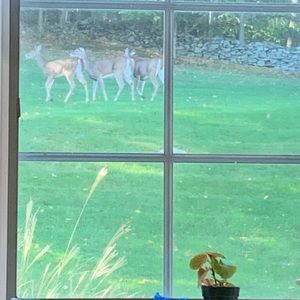 Little Girl’s winter coat